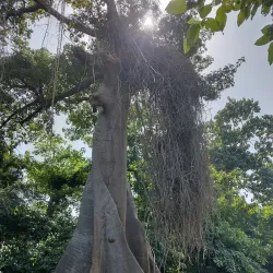 Bakau Botanical Gardens - Kotu