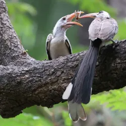 Bijilo Forest Park (Monkey Park) - Kotu