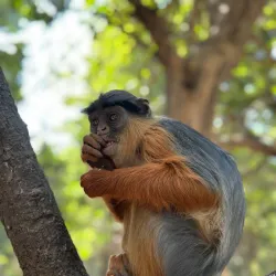 Bijilo Forest Park (Monkey Park) - Kotu