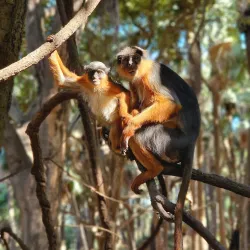 Bijilo Forest Park (Monkey Park) - Kotu