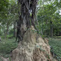 Bijilo Forest Park (Monkey Park) - Kotu