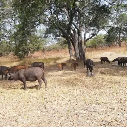 Gambia River Boat Tours - Kotu