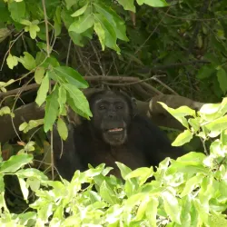 Gambia River Boat Tours - Kotu