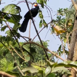 Abuko Nature Reserve - Lamin