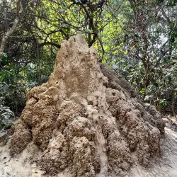 Bakau Botanical Gardens - Lamin