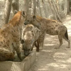 Abuko Nature Reserve - Sabi