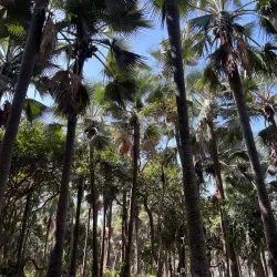 Bijilo Forest Park - Sabi