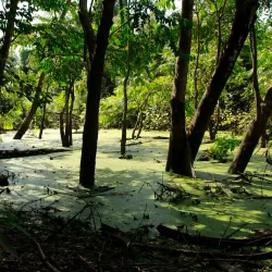 Bakau Botanical Gardens - Sukuta