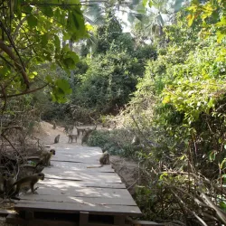 Bijilo Forest Park (Monkey Park) - Sukuta