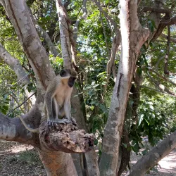 Bijilo Forest Park (Monkey Park) - Sukuta