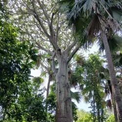 Bijilo Forest Park (Monkey Park) - Sukuta