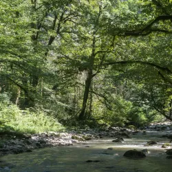 Abasha River - Abasha