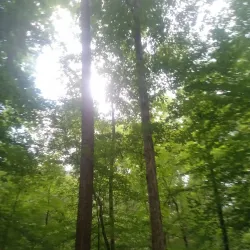 Nature Trails Around Abasha - Abasha