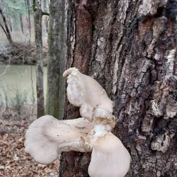 Nature Trails Around Abasha - Abasha
