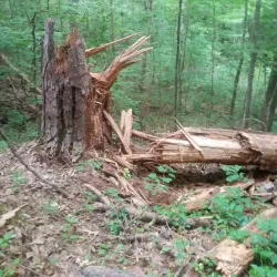 Nature Trails Around Abasha - Abasha