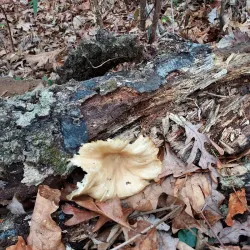 Nature Trails Around Abasha - Abasha