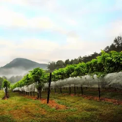 Nearby Vineyards - Abasha