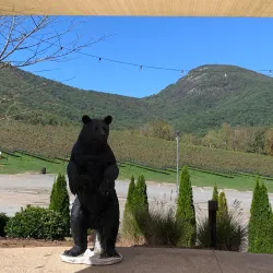 Nearby Vineyards - Abasha