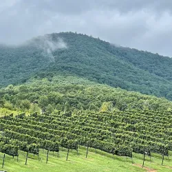 Nearby Vineyards - Abasha