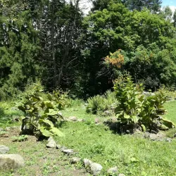 Bakuriani Botanical Garden - Bakuriani