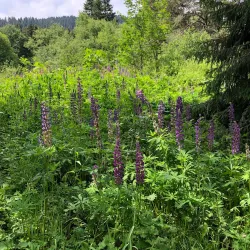 Bakuriani Botanical Garden - Bakuriani