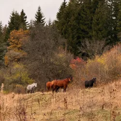 Borjomi-Kharagauli National Park - Bakuriani