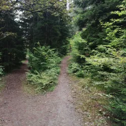 Borjomi-Kharagauli National Park - Bakuriani