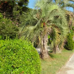 Gagra Fortress - Gagra
