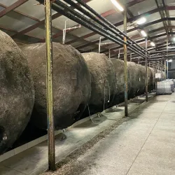 Kindzmarauli Wine Festival - Kvareli