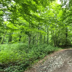 Lagodekhi Protected Areas - Kvareli