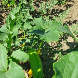 Alazani River - Lagodekhi