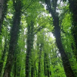 Lagodekhi National Park - Lagodekhi