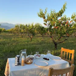 Local Vineyards and Wineries - Marneuli