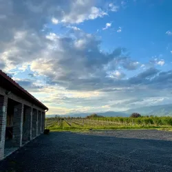 Local Vineyards and Wineries - Marneuli