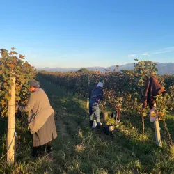 Local Vineyards and Wineries - Marneuli