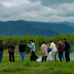 Local Vineyards and Wineries - Marneuli
