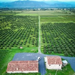 Local Vineyards and Wineries - Marneuli