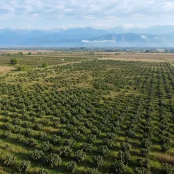 Local Vineyards and Wineries - Marneuli