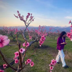 Local Vineyards and Wineries - Marneuli