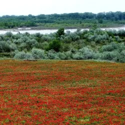 Marneuli Mosque - Marneuli