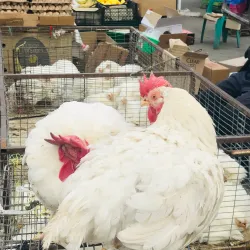 Tbilisi-Marneuli Road Market - Marneuli