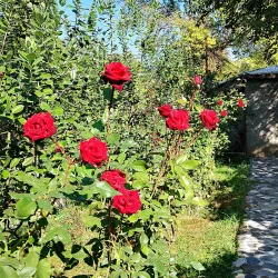Old Tamarisi Fortress - Tamarisi