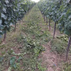 Tamarisi Wine Cellar - Tamarisi