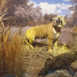 Georgian National Museum - Tbilisi