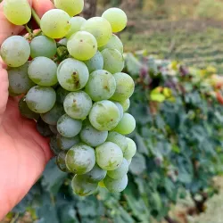 Imereti Wine Tasting Experiences - Tkibuli