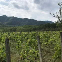 Imereti Wine Tasting Experiences - Tkibuli