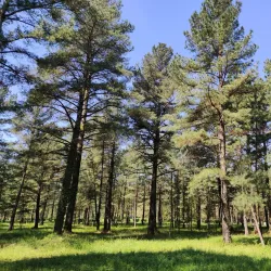 Tkibuli Central Park - Tkibuli