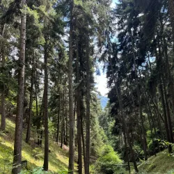 Borjomi-Kharagauli National Park - Tsagveri