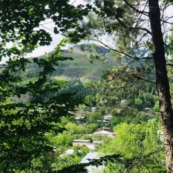 Tsagveri Forests - Tsagveri