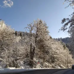 Tsagveri Forests - Tsagveri